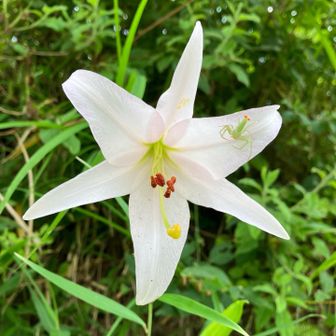 花弁に何か居る⁉️ 😳何て虫？