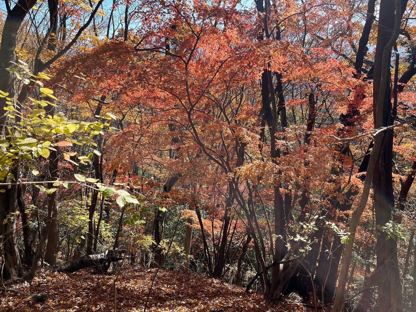 四ノ峰越えたら辺りはまだ紅葉が綺麗✨
