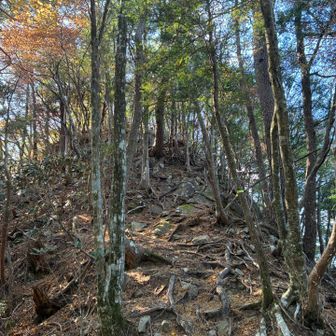五大尊岳直下　急登💧