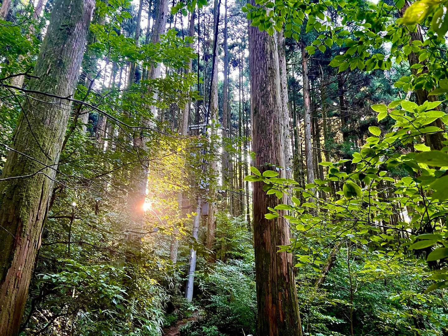 金剛山山頂売店-金剛山-金剛山葛木神社-水越峠バス停 周回コースの写真