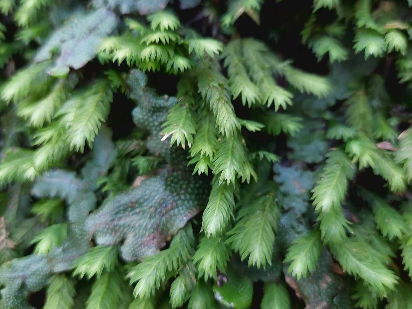 苔もたくさん