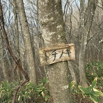 いろんな木に名前ついてた🌳