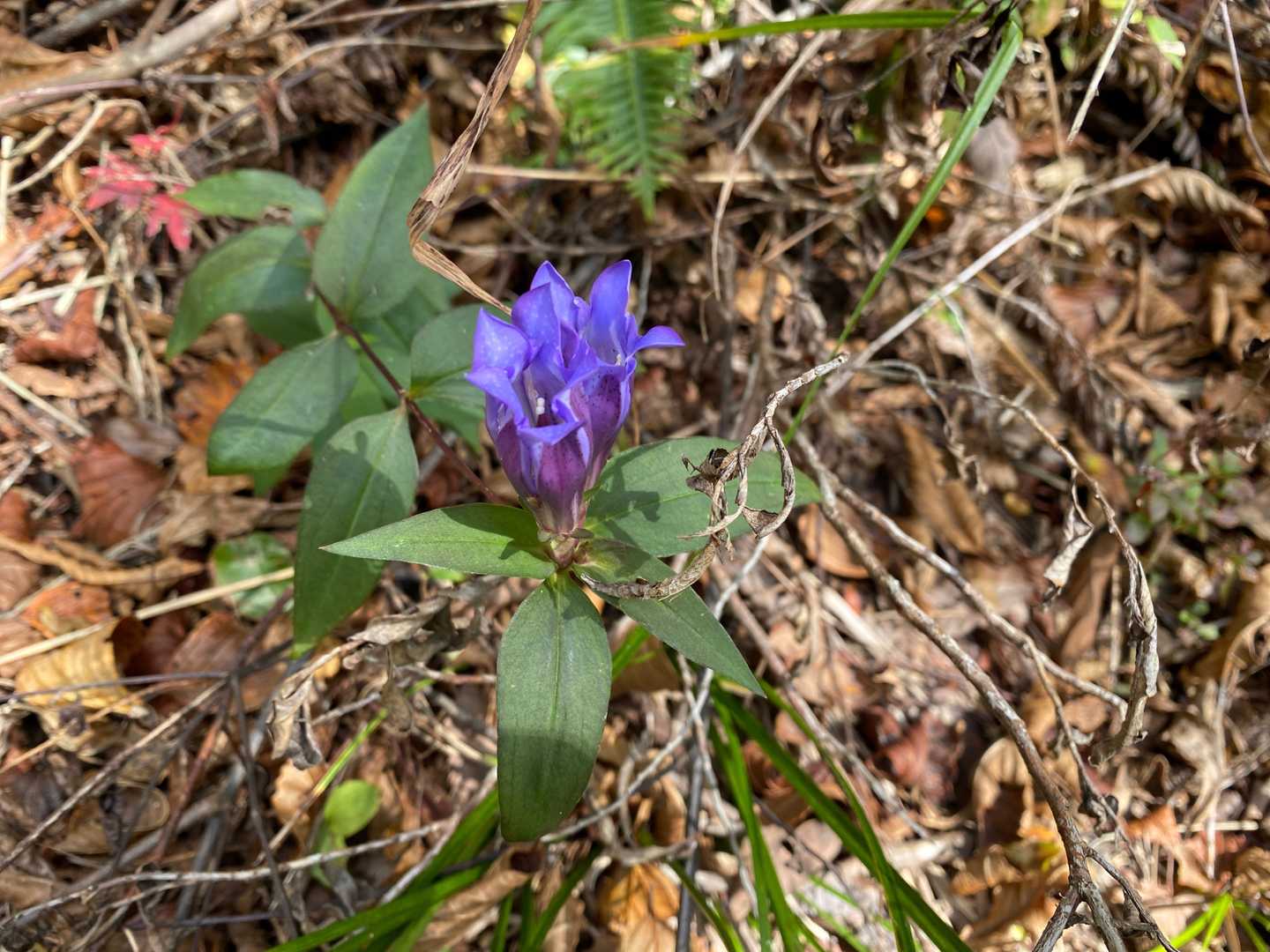 リンドウ朝は蕾だったけど
咲きだしました。