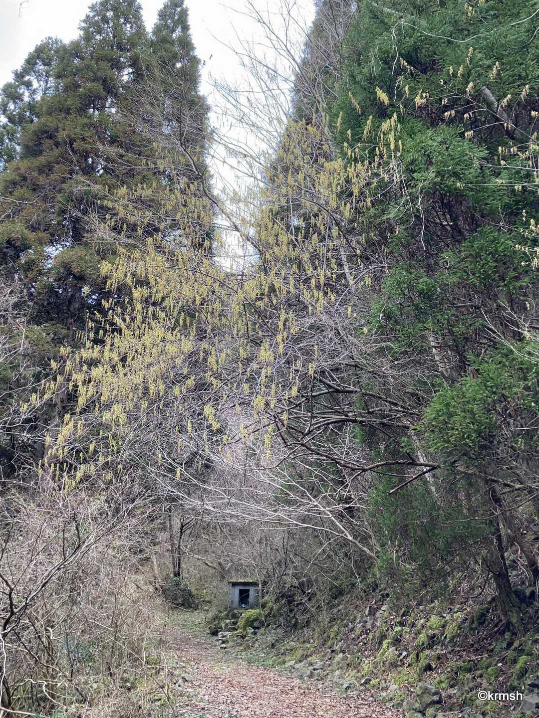 キブシ よく見かけた。