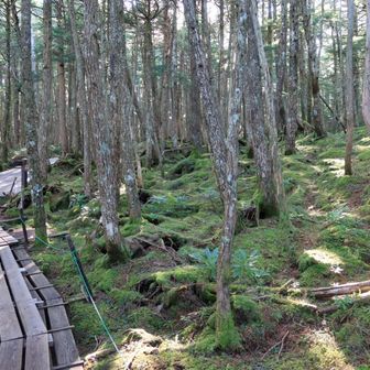 この苔はまだ序の口