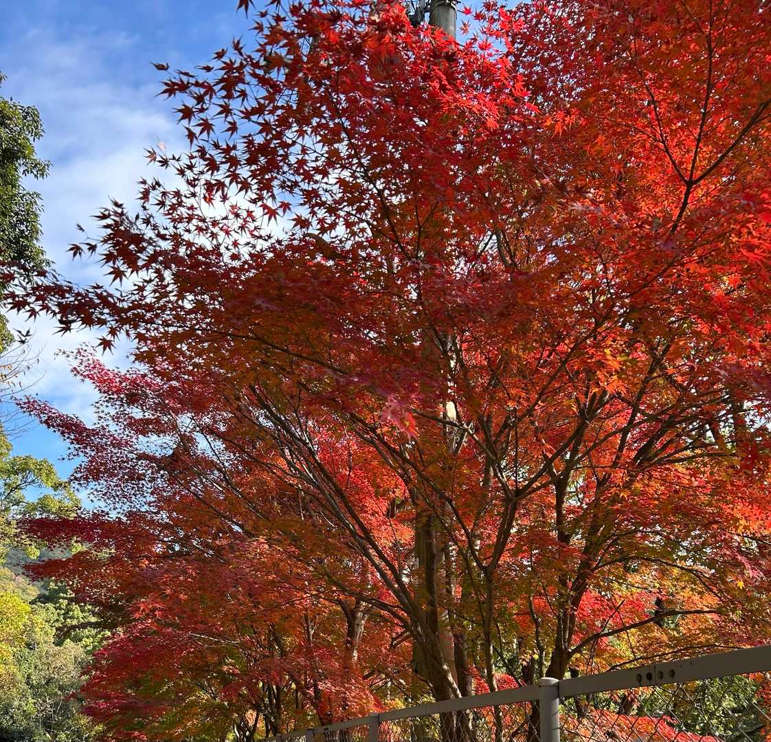 🍁