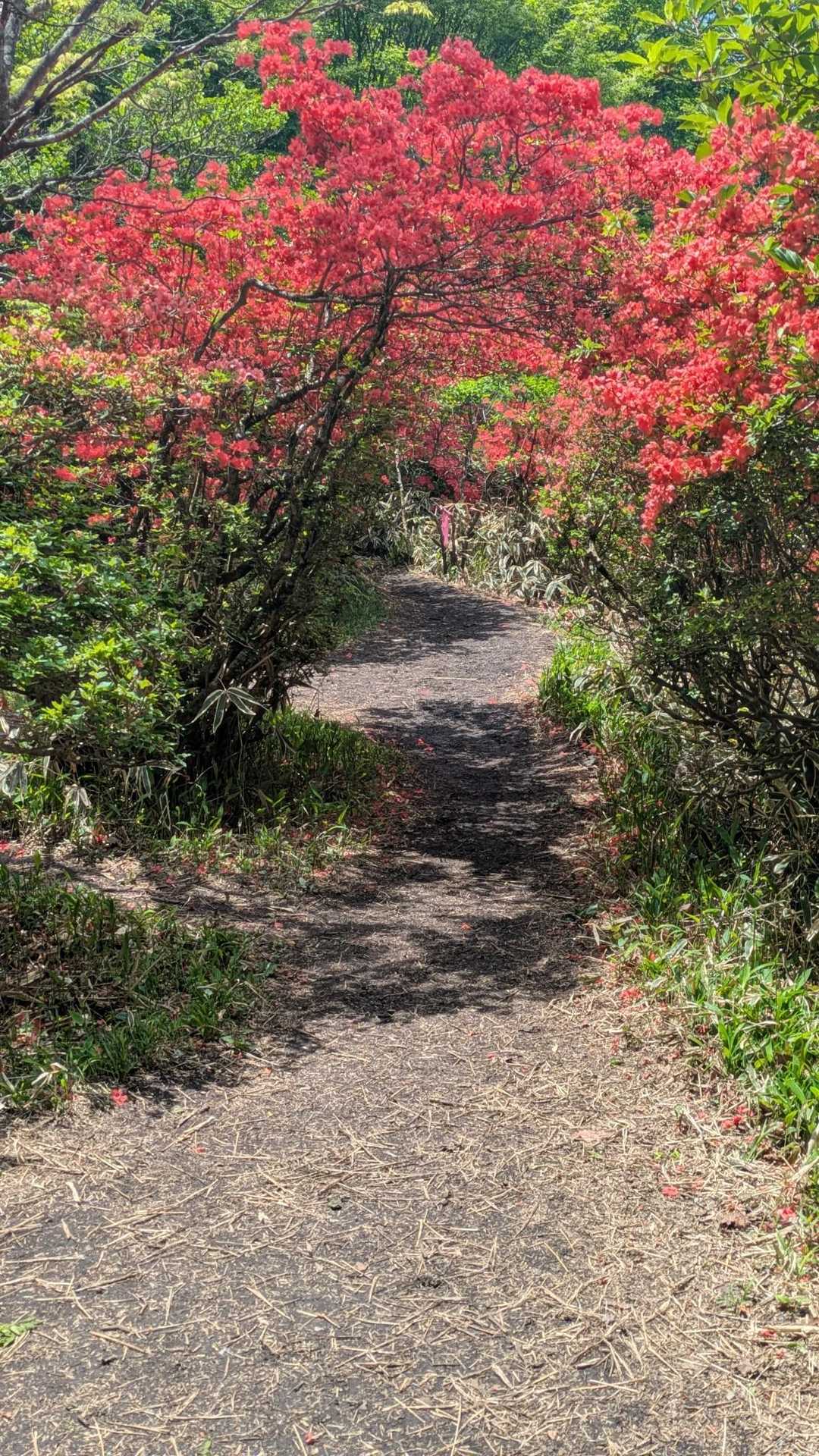 鍋割山登山口-鍋割山-火起山-荒山 往復コースの写真