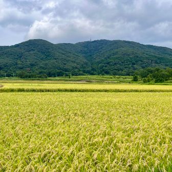 黄金色に輝く美しい田園風景とその先に我らが宝篋山