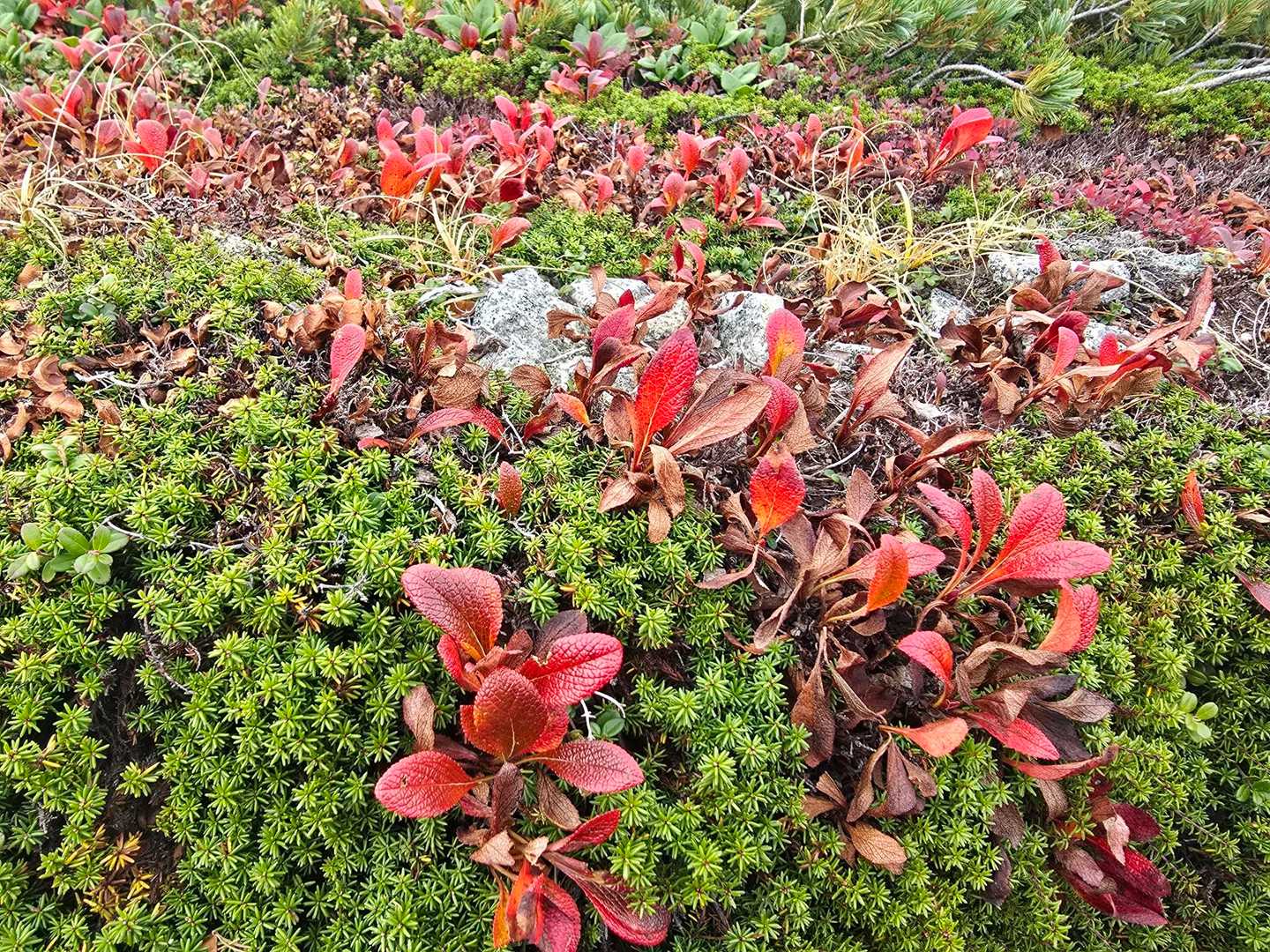 こっちに来て良かったぁ😆🎶
見事に紅葉🍁してる😃✨