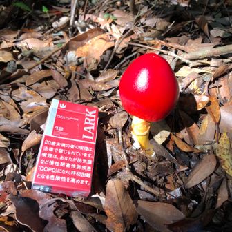 デカい❗️ダチョウタマゴダケやな