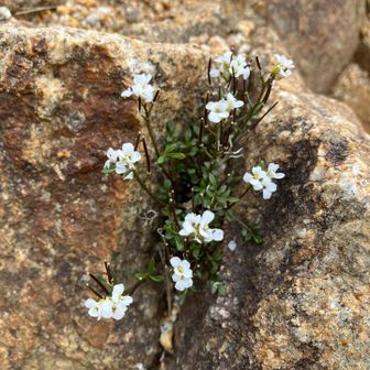 切通岩に咲く花