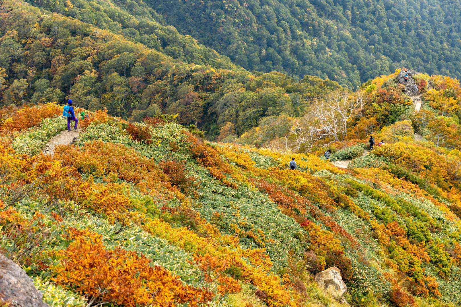 熊穴沢ノ頭-天狗の留まり場-谷川岳-登山入口 縦走コースの写真