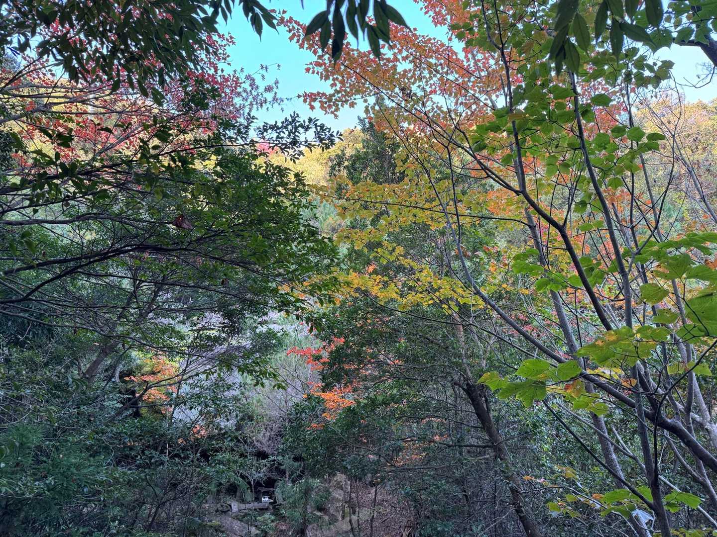 紅葉谷-弥山-大聖院 周回コースの写真