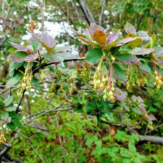 サラサドウダンの花が終わり