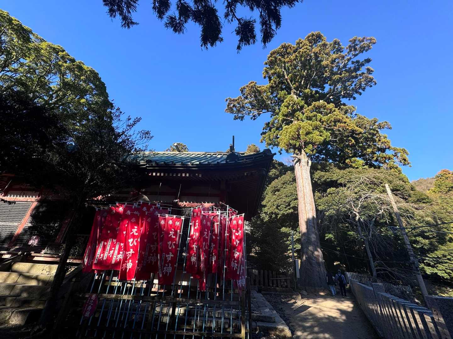 筑波山神社の裏手のほうから入ります
あの御神木も立派！
