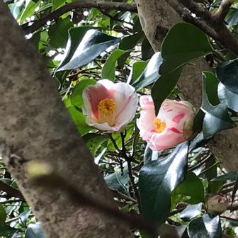 御在所えーのー