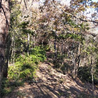 なだらかな山道✨