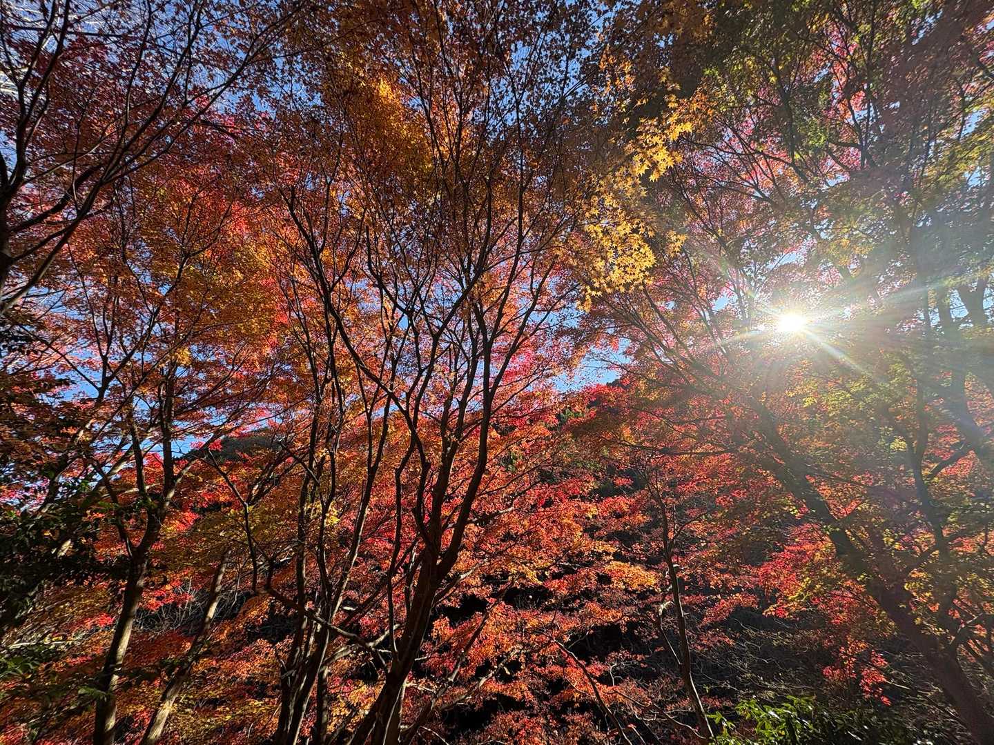 高尾山-城山(小仏城山) 縦走コースの写真