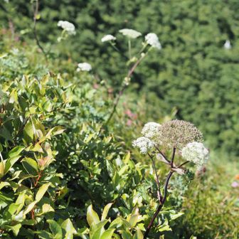 山頂はお花がもう少し楽しめそうです。