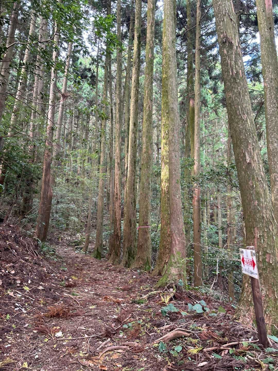 杉林を登れば