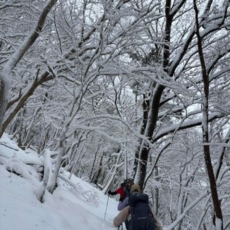 あっちもこっちも霧氷✨✨