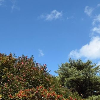 青空に満開の山茶花、ピラカンサ？、松の木、油山華やいでる。