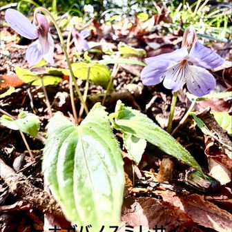 高尾で観察した植物

ナガバノスミレサイシン(長葉の菫細辛)
             スミレ科スミレ属

　日本海側に多いスミレサイシンより、葉が長めです。こちらは太平洋側に多い菫。