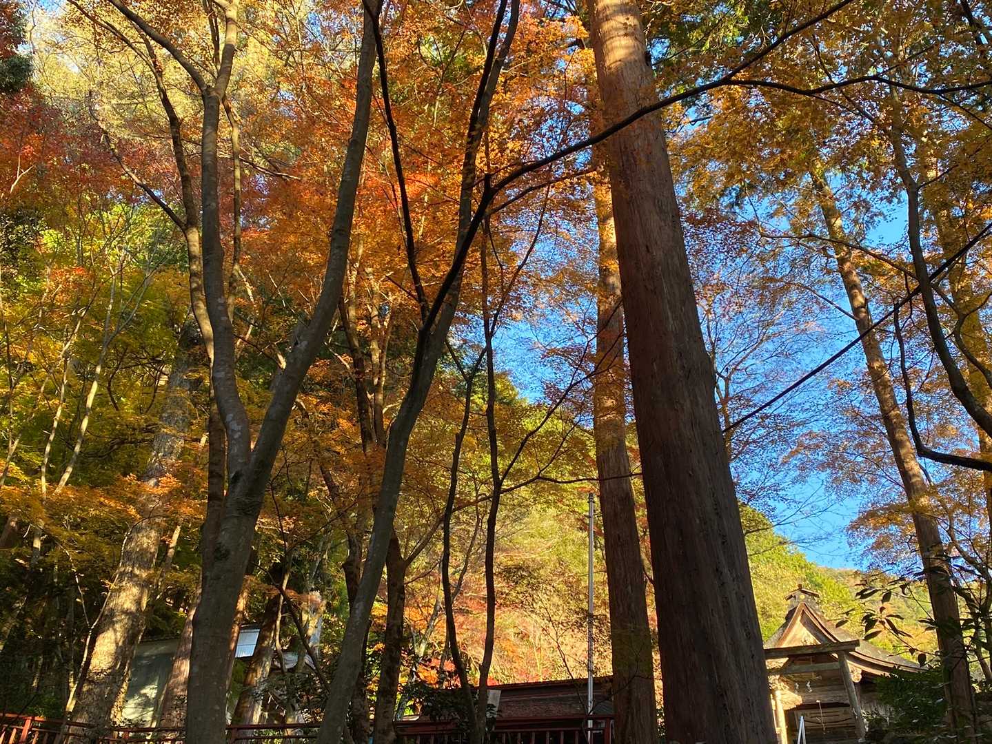 大矢田神社　紅葉🍁残りわずか