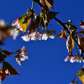 足元に花びらが散っていたので見上げた。