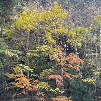 前方の森も色づいているが🍂
