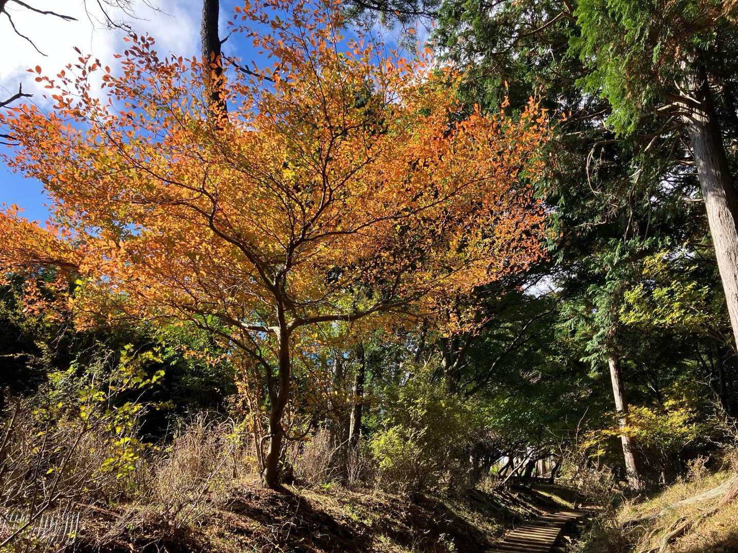 日向キャンプ場-大山 周回コースの写真