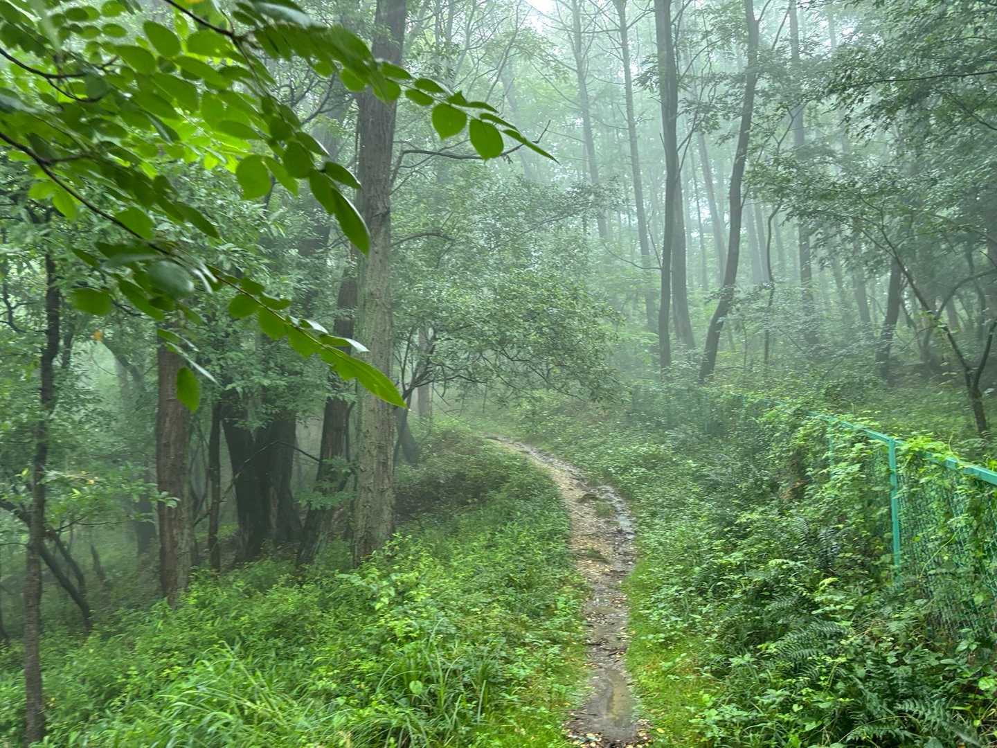 じめじめした道を歩き、まずは鳥居山へ