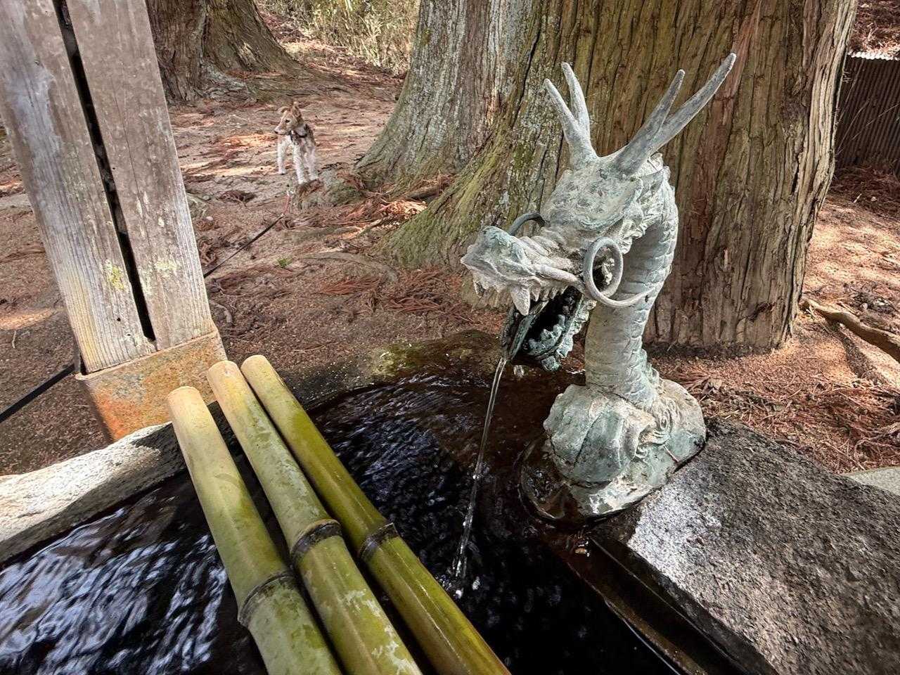 🐲