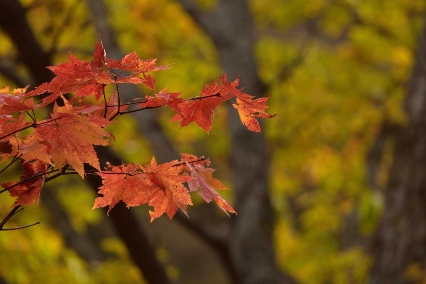 望遠レンズで撮影した紅葉🍁