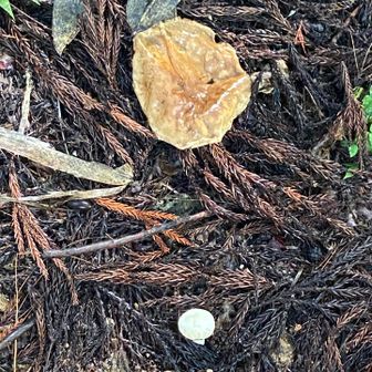 今日は「きのこの山」の城山でした🍄‍🟫🍄‍🟫🍄‍🟫

平穏に山歩きができることに本当に感謝です🙏