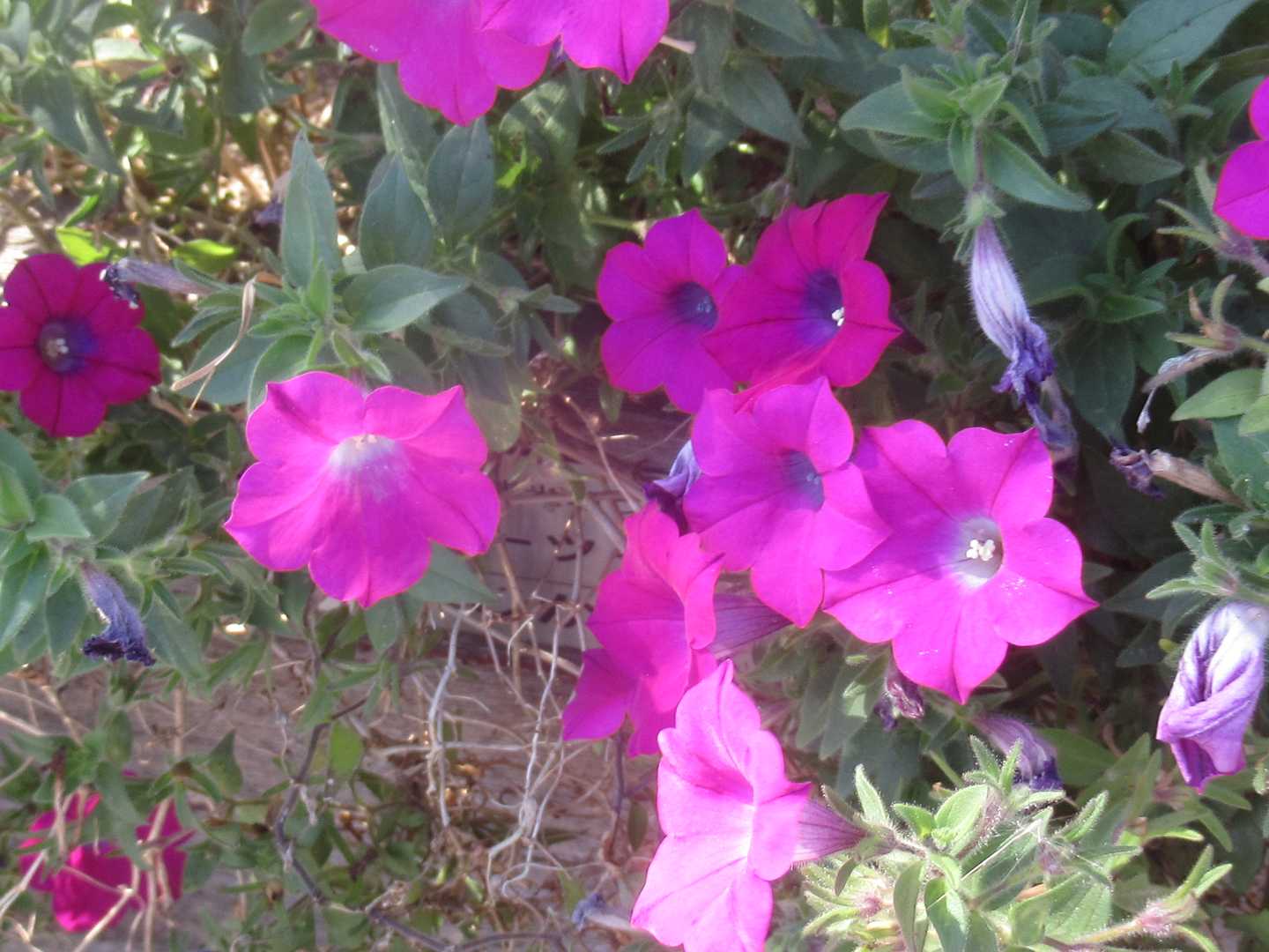 プランターの花