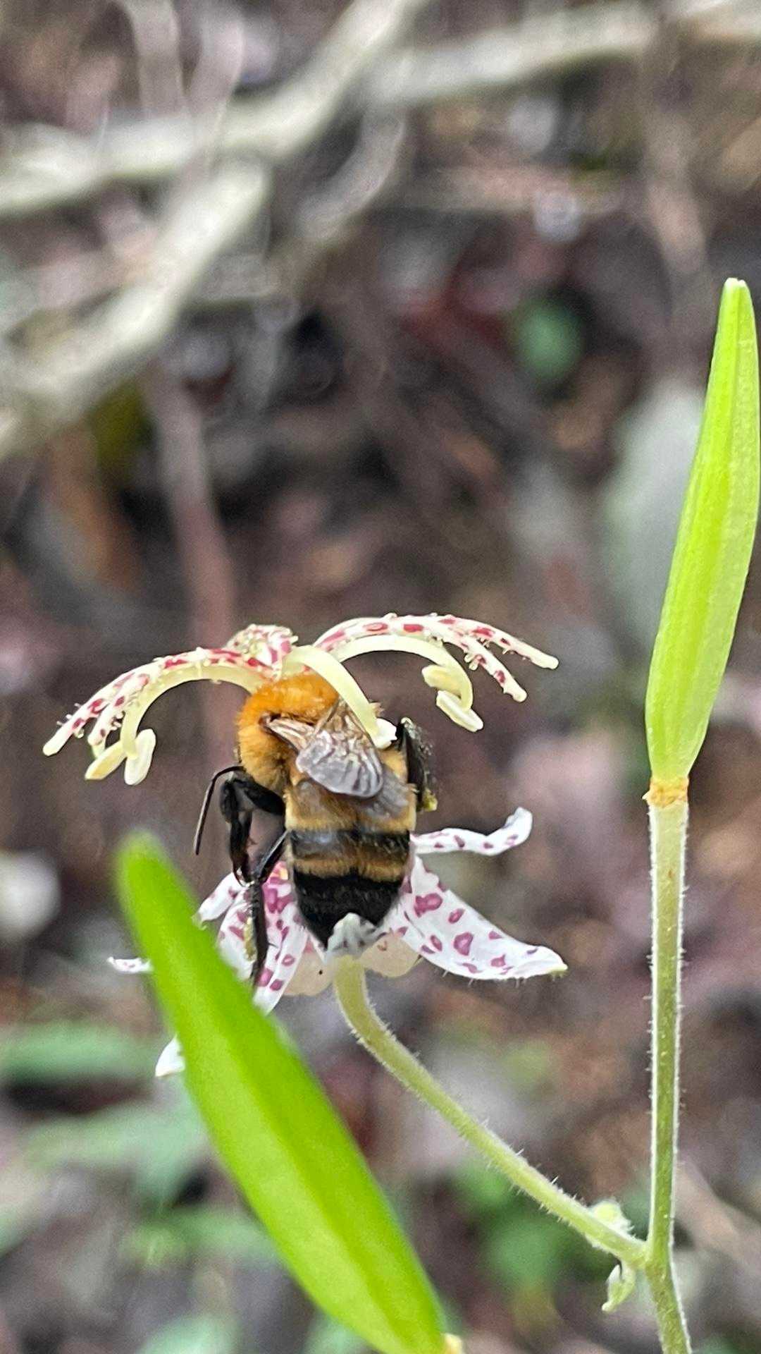 蜂が花の蜜を吸ってる😊🌸