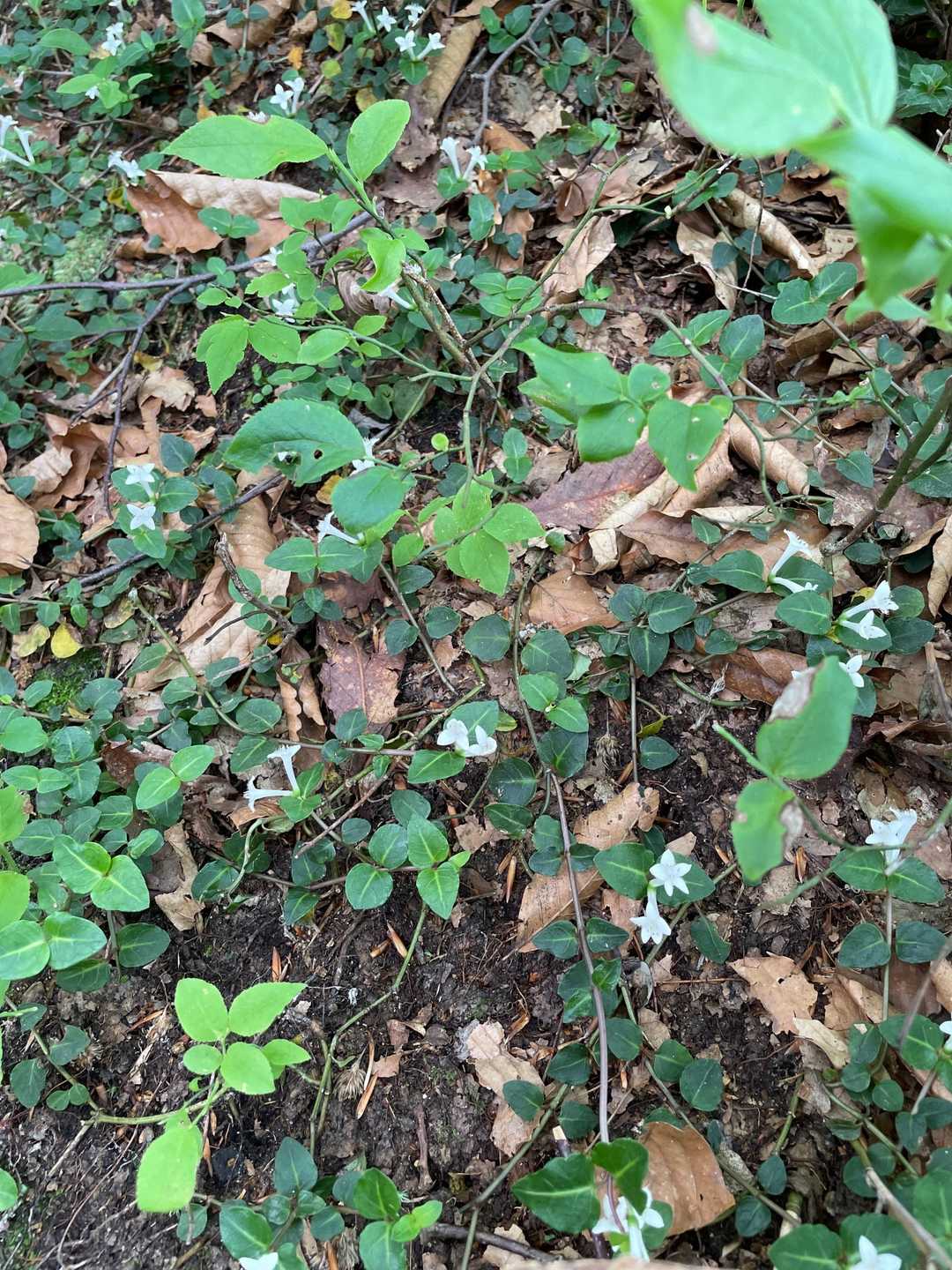 地蔵岳 往復コースの写真