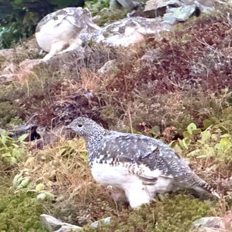 雷鳥さん。逢えるとは！徐々に冬毛に変わって。