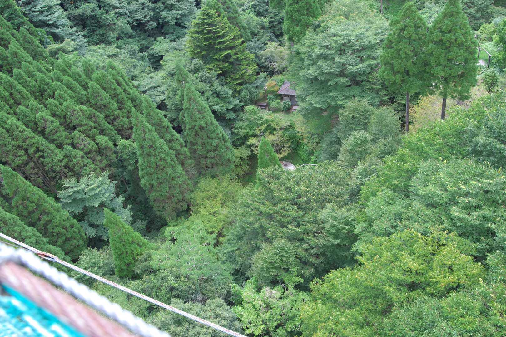 御前岳・釈迦岳周回 | シオジの原生林を歩き、福岡県最高峰を目指すの写真