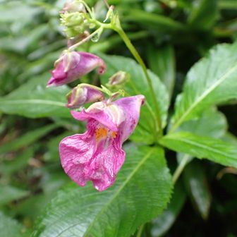 ツリフネソウ科ツリフネソウ属のツリフネソウ（釣船草）のようです。 

特徴
花の形: 紅紫色（こうししょく）のユニークな形をしており、帆掛け船を吊り下げたような姿をしています。
距（きょ）: 萼片（がくへん）の一部が袋状になり、先端がクルリと渦巻き状に巻いているのが特徴です。
生育場所: 水辺や湿った林の中などに好んで生え、夏から秋にかけて花を咲かせます。