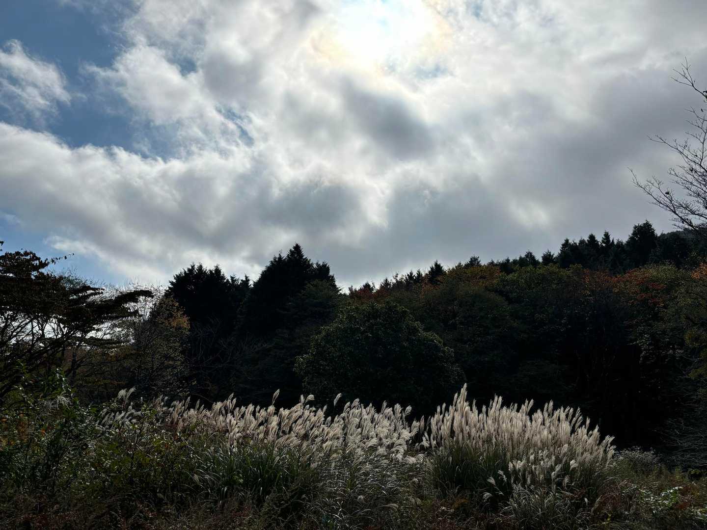 ススキの原