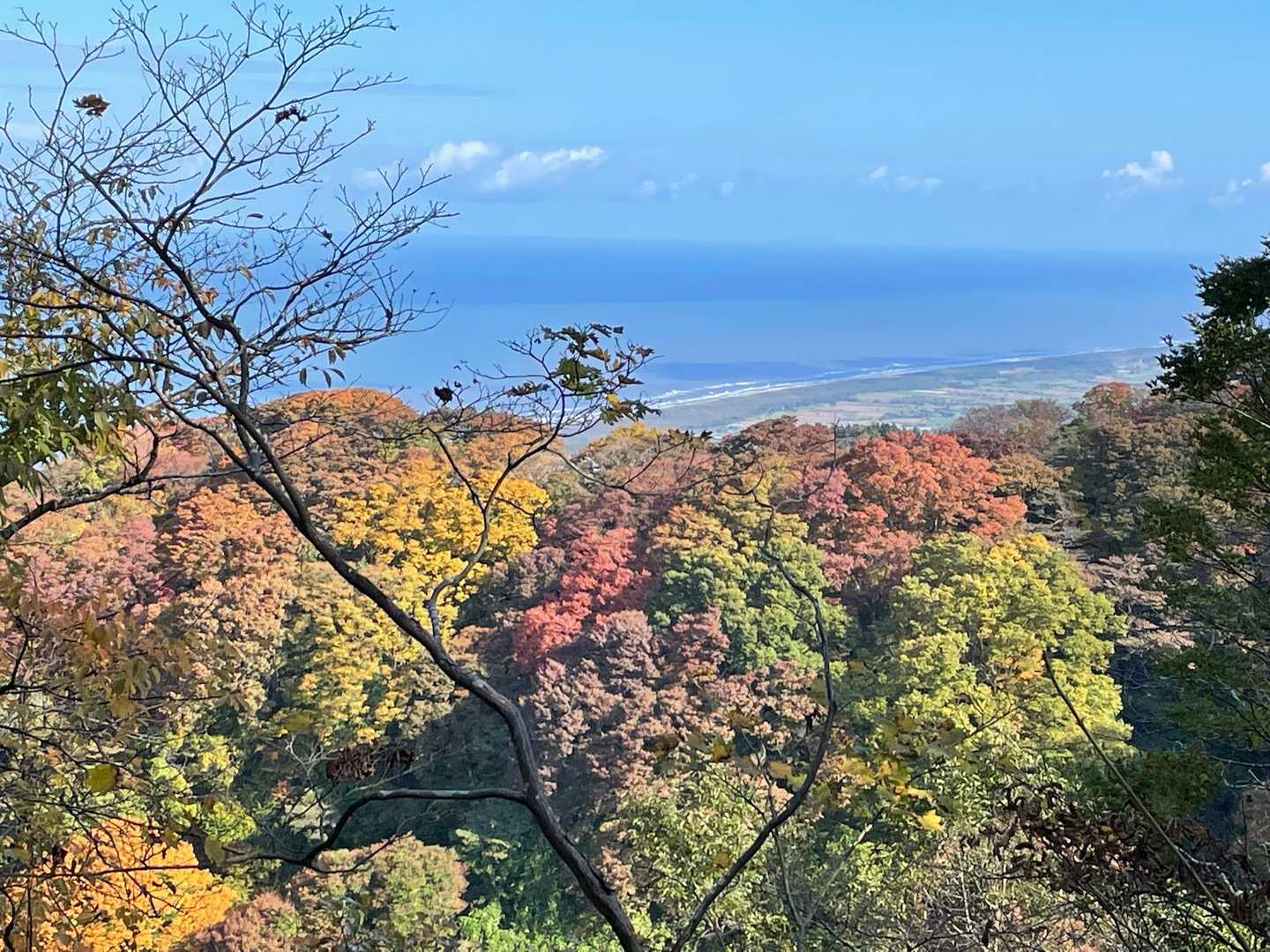 見事な紅葉🍁だ