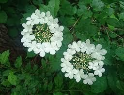 緑雪人　みゆと