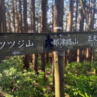 大都津路山(おおつつじ)