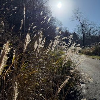 ススキが全く揺れない暖かい日😊