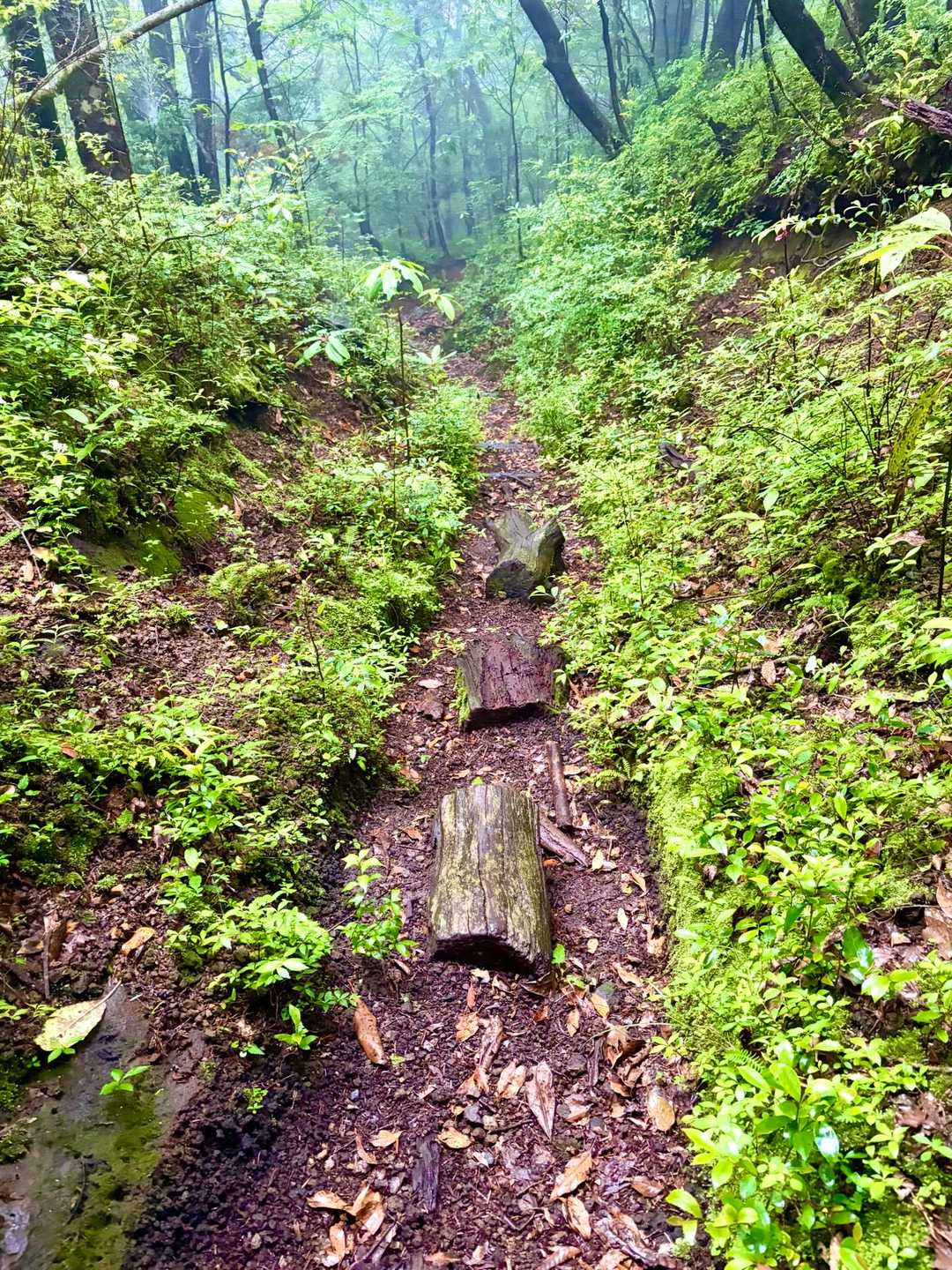 この辺りからは歩きやすいです🚶