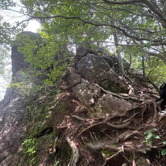 瑠璃山の山頂はこの上と教えてもらう。