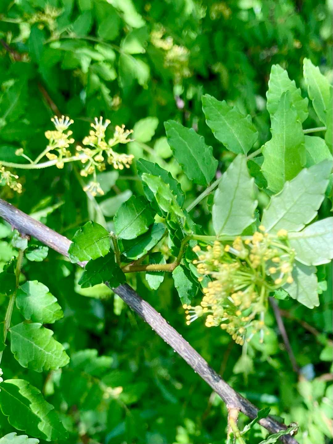 山椒の花は、初めて見た👀