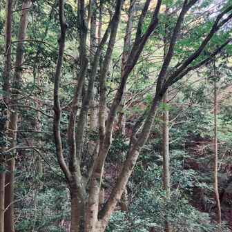 この辺に滝があるはずなんですが…？